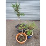 4 assorted garden pots with plants including ceanothus, walnut, ivy etc Please Note - we do not make
