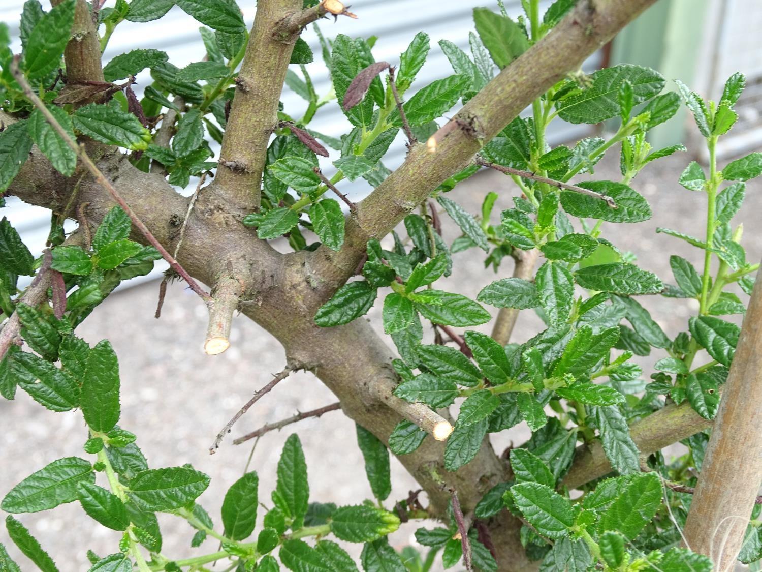 4 assorted garden pots with plants including ceanothus, walnut, ivy etc Please Note - we do not make - Image 8 of 10