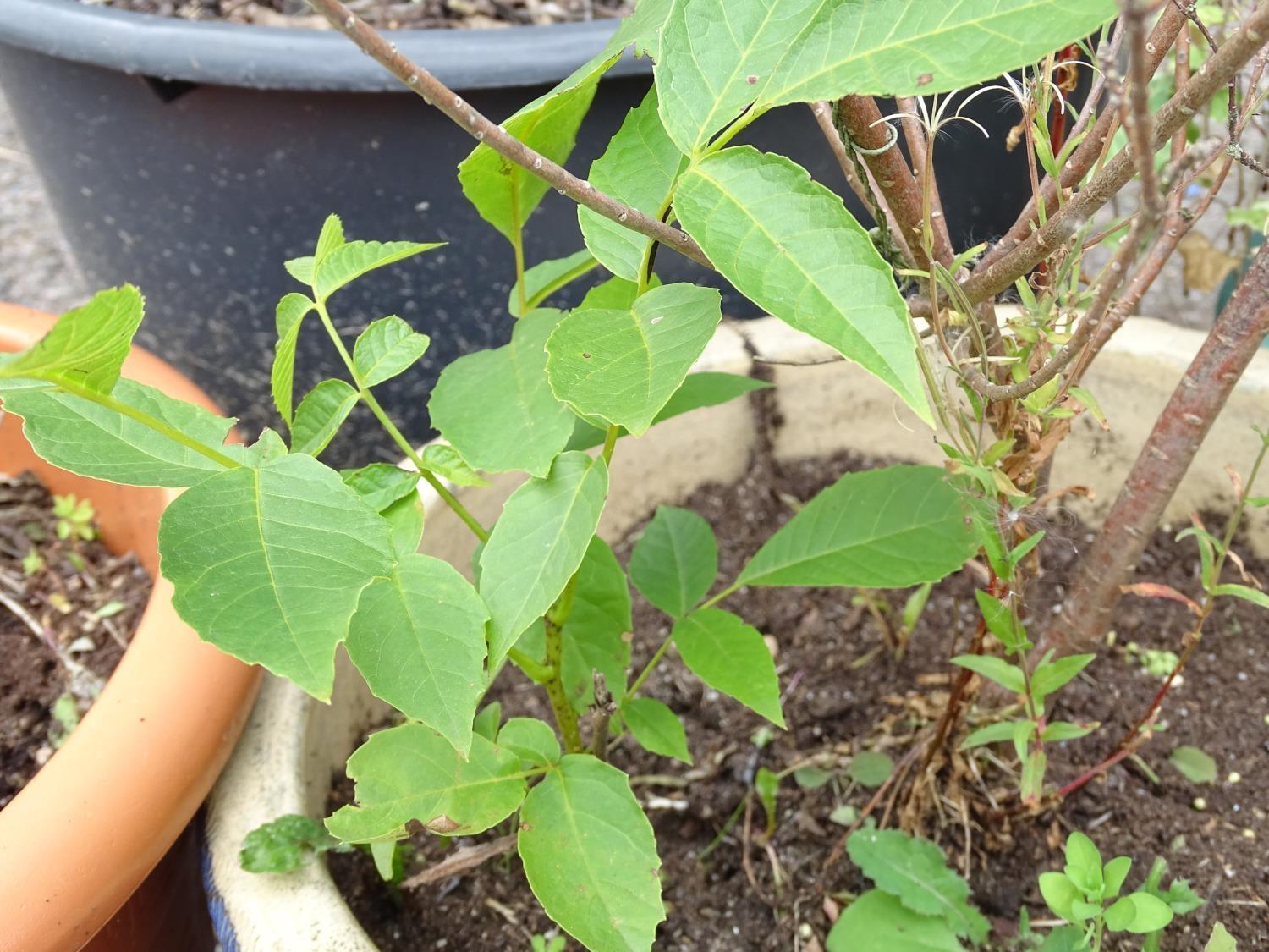 4 assorted garden pots with plants including ceanothus, walnut, ivy etc Please Note - we do not make - Image 2 of 10