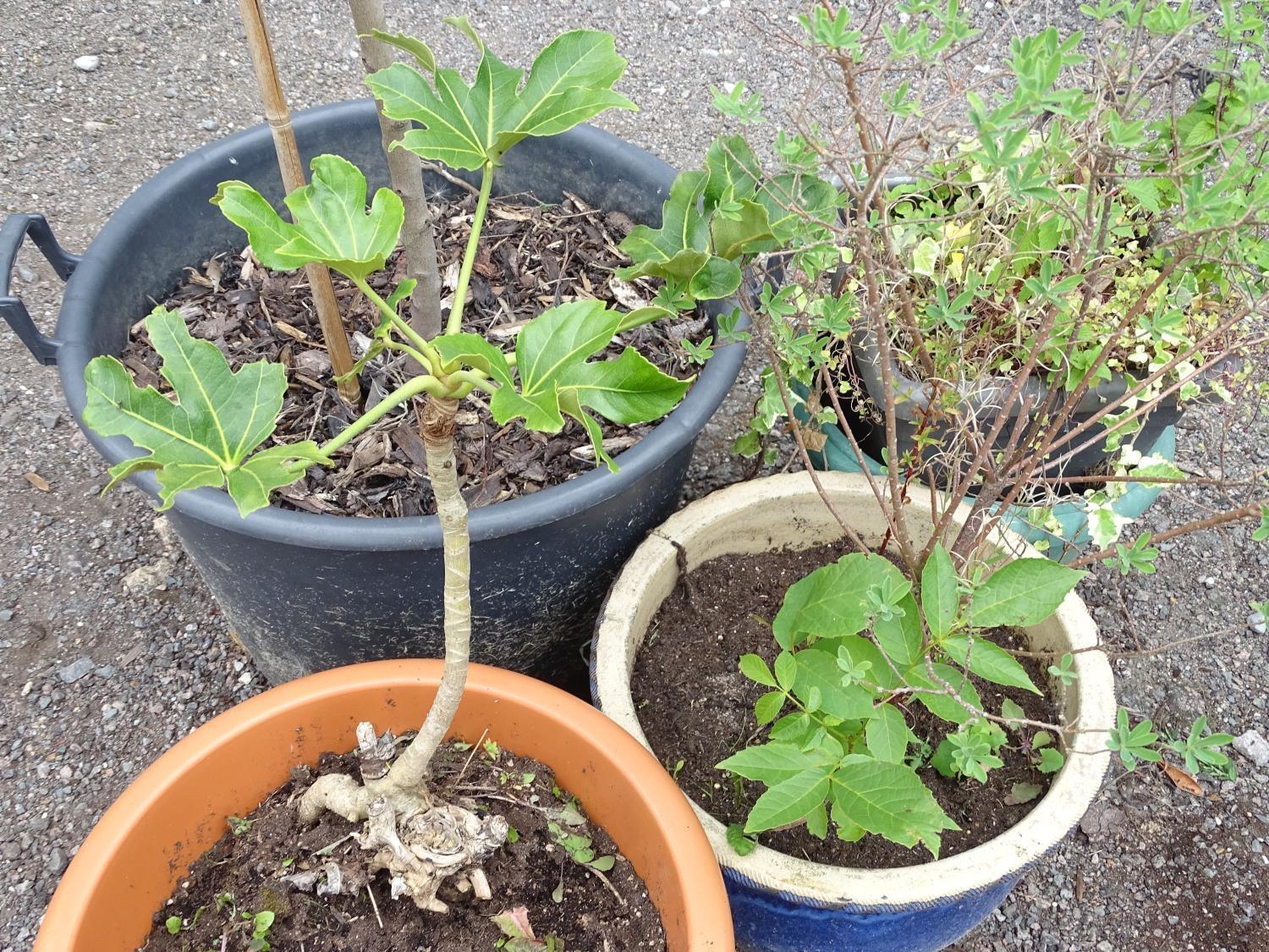 4 assorted garden pots with plants including ceanothus, walnut, ivy etc Please Note - we do not make - Image 3 of 10