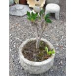 Reconstituted stone planter with laurel tree Please Note - we do not make reference to the condition