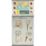 Two 20thC German school educational classroom wall hanging printed display scrolls, one entitled