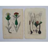 A pair of 20thC Botanical prints, depticting Spotted Gentian and Autumn Crocus, each stamped to