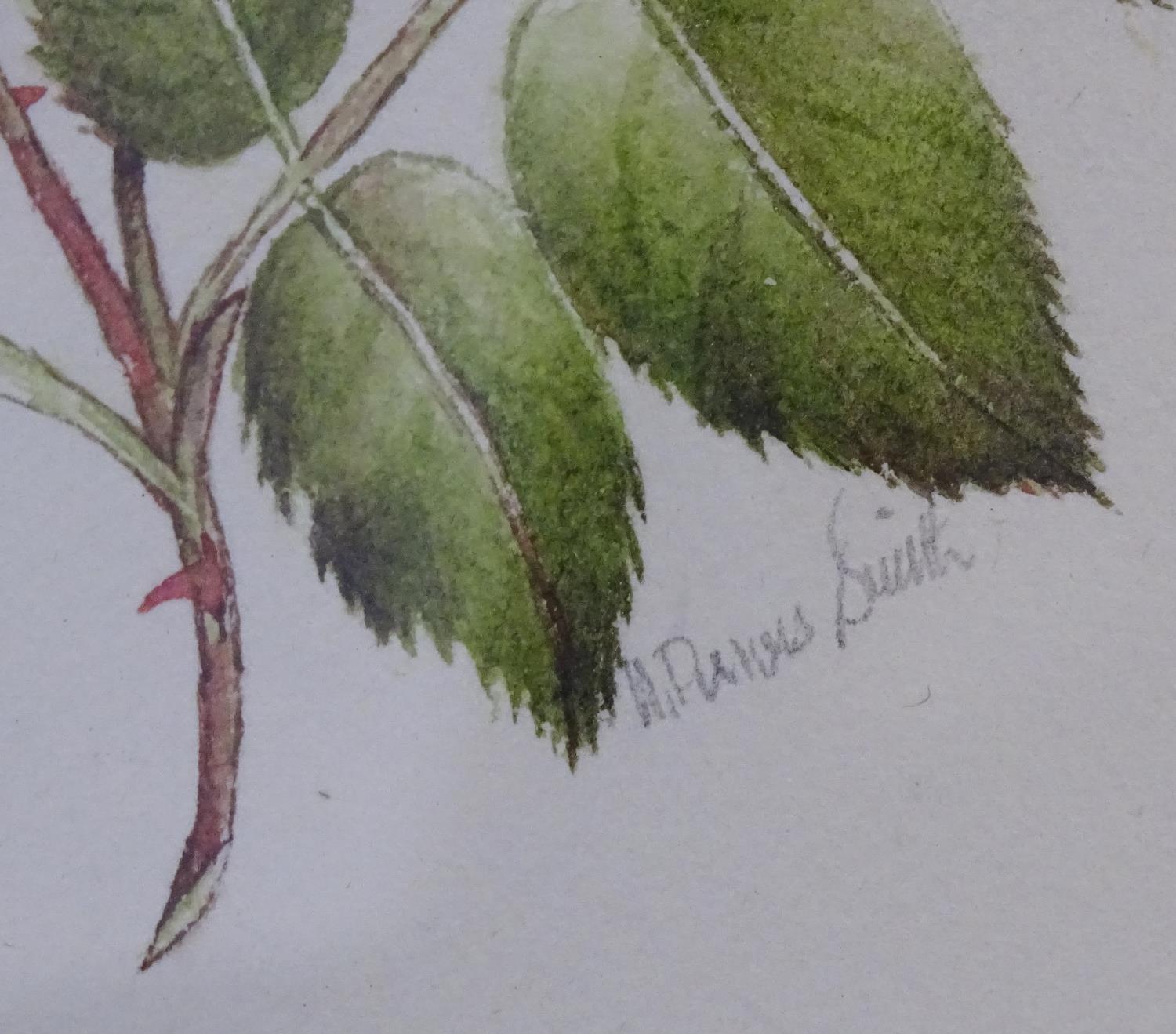M. P. Smith, XX, English School, A pair of watercolours, Studies of roses, rosebuds and leaves. Both - Image 7 of 7
