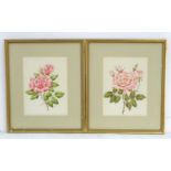 M. P. Smith, XX, English School, A pair of watercolours, Studies of roses, rosebuds and leaves. Both