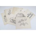 A quantity of late 19thC monochrome lithographic and lithotint plates depicting animals. Some
