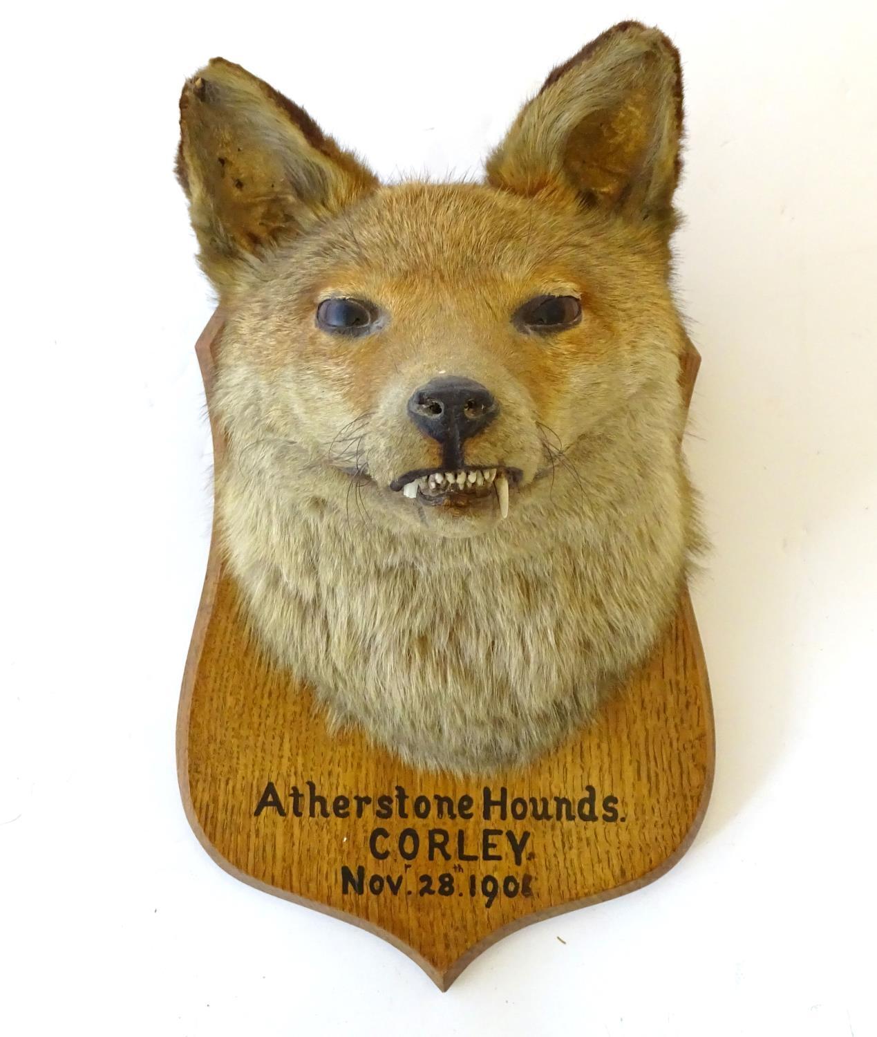 Taxidermy: L.W. Bartlett & Son, Banbury, a Fox (Vulpes Vulpes) mask, labelled to the reverse, - Image 2 of 8