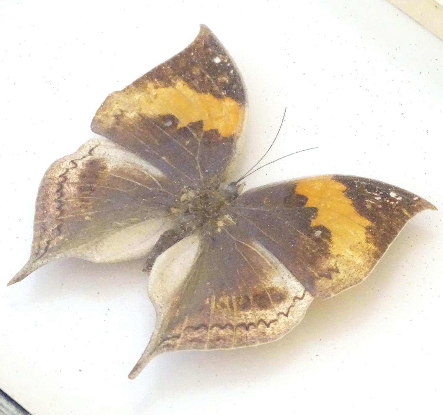 Taxidermy: a shadow boxed mount of a large butterfly, approximately 3 12/" long (within an 8 1/4" - Image 5 of 6