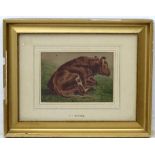 PH Staines, XIX, Bovine School, Watercolour, A portrait of a seated Shorthorn Bull lying on the