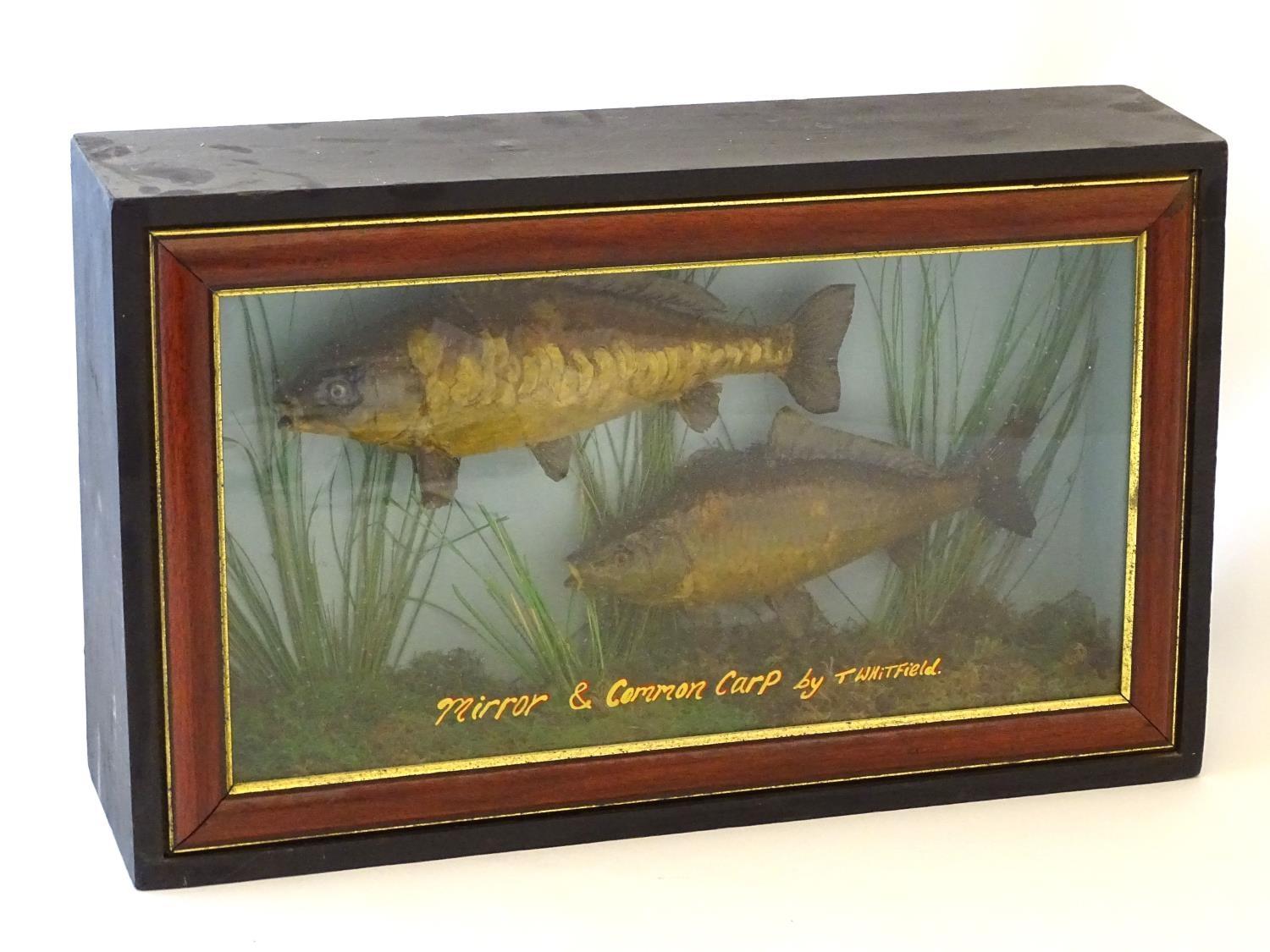 Taxidermy: a mid-20thC mount of Mirror and Common carp (Cyprinus Carpio), cased within a - Image 4 of 6