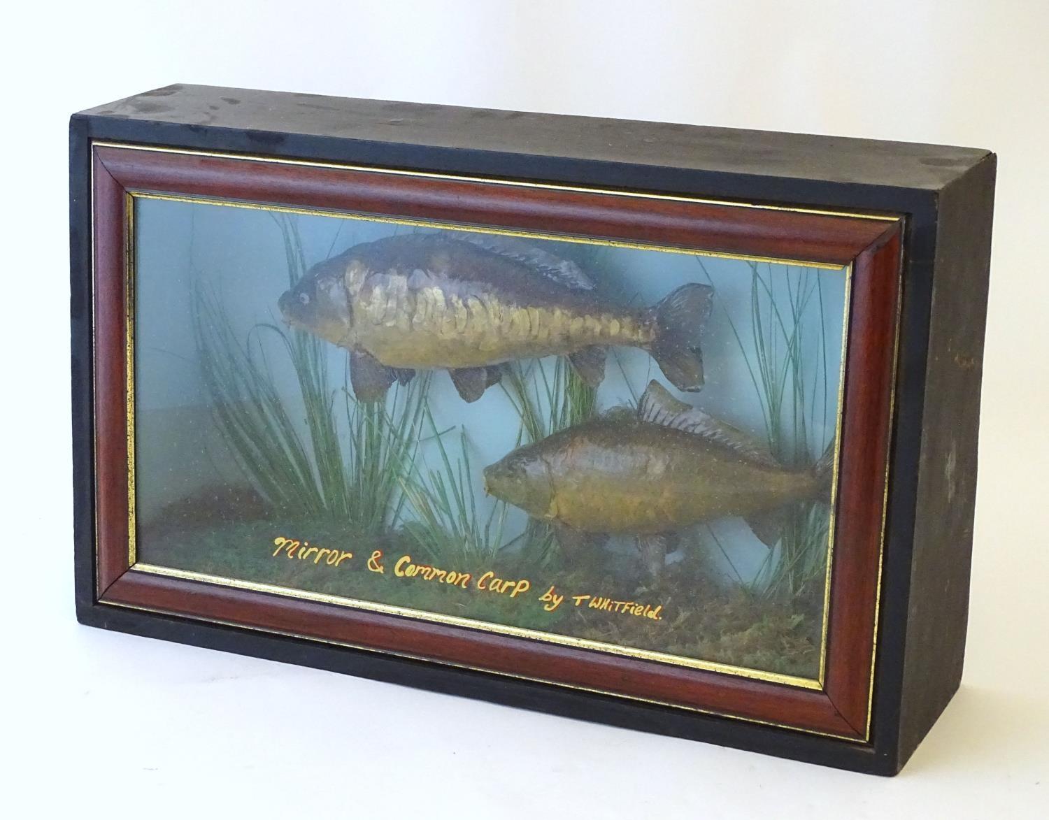 Taxidermy: a mid-20thC mount of Mirror and Common carp (Cyprinus Carpio), cased within a