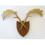 Taxidermy: a 20thC Continental mount of Fallow deer antlers, affixed to an oak shield plinth, 35"