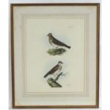 XX, Ornithological School, Hand coloured print, Studies of birds, titled Sky Lark and Wood Lark.