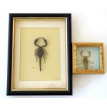 Taxidermy: two shadow boxed mounts of scorpions, the largest approximately 5" long (within a 12"