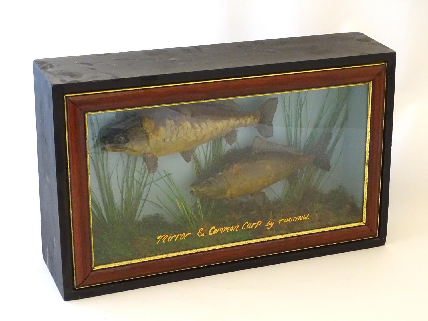 Taxidermy: a mid-20thC mount of Mirror and Common carp (Cyprinus Carpio), cased within a - Image 3 of 6