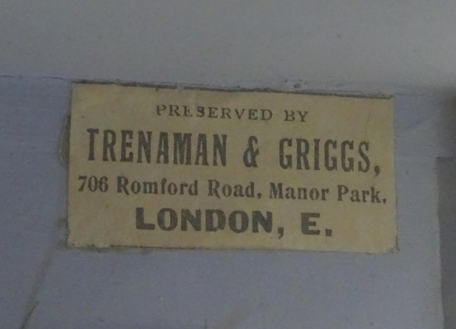 Taxidermy: Trenaman & Griggs, London, successor to J Cooper & Sons: an early 20thC mount of a Common - Image 9 of 16