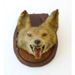 Taxidermy: an early 20thC mount of a Fox (Vulpes Vulpes) mask and brush, affixed to an oak plinth