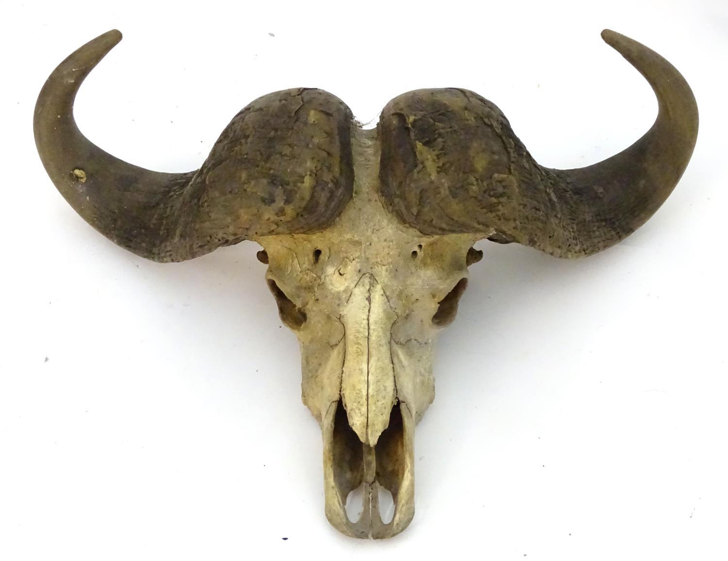 Taxidermy: a skull and horn mount of a Cape Buffalo (Syncerus Caffer), 32" wide, 23" long,