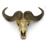 Taxidermy: a skull and horn mount of a Cape Buffalo (Syncerus Caffer), 32" wide, 23" long,