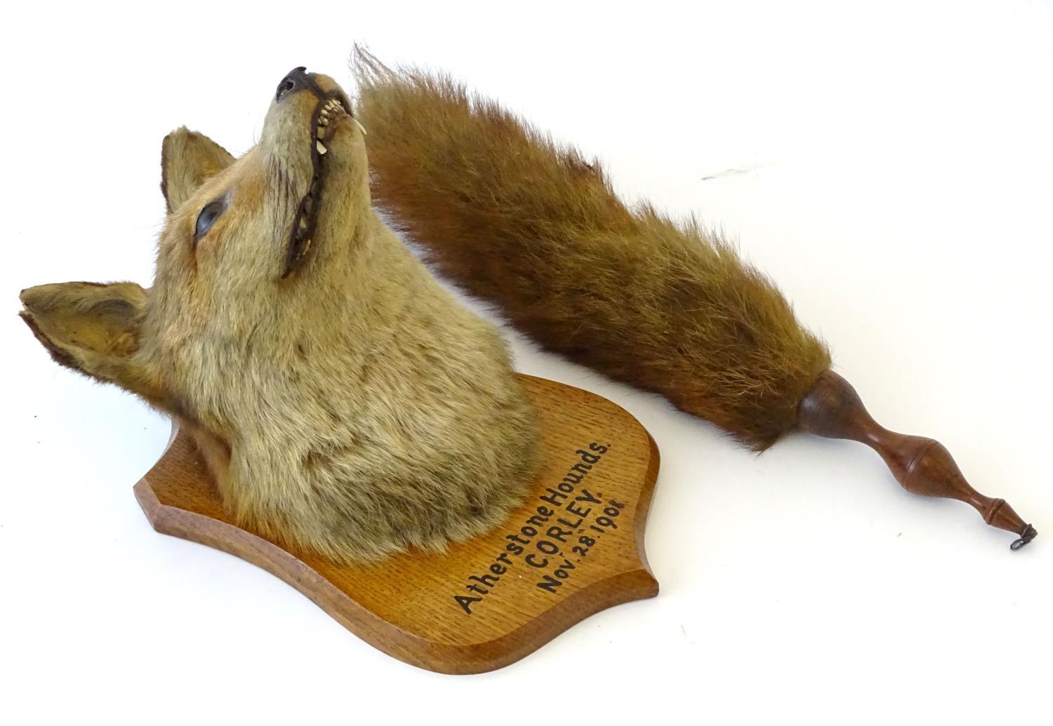 Taxidermy: L.W. Bartlett & Son, Banbury, a Fox (Vulpes Vulpes) mask, labelled to the reverse, - Image 7 of 8
