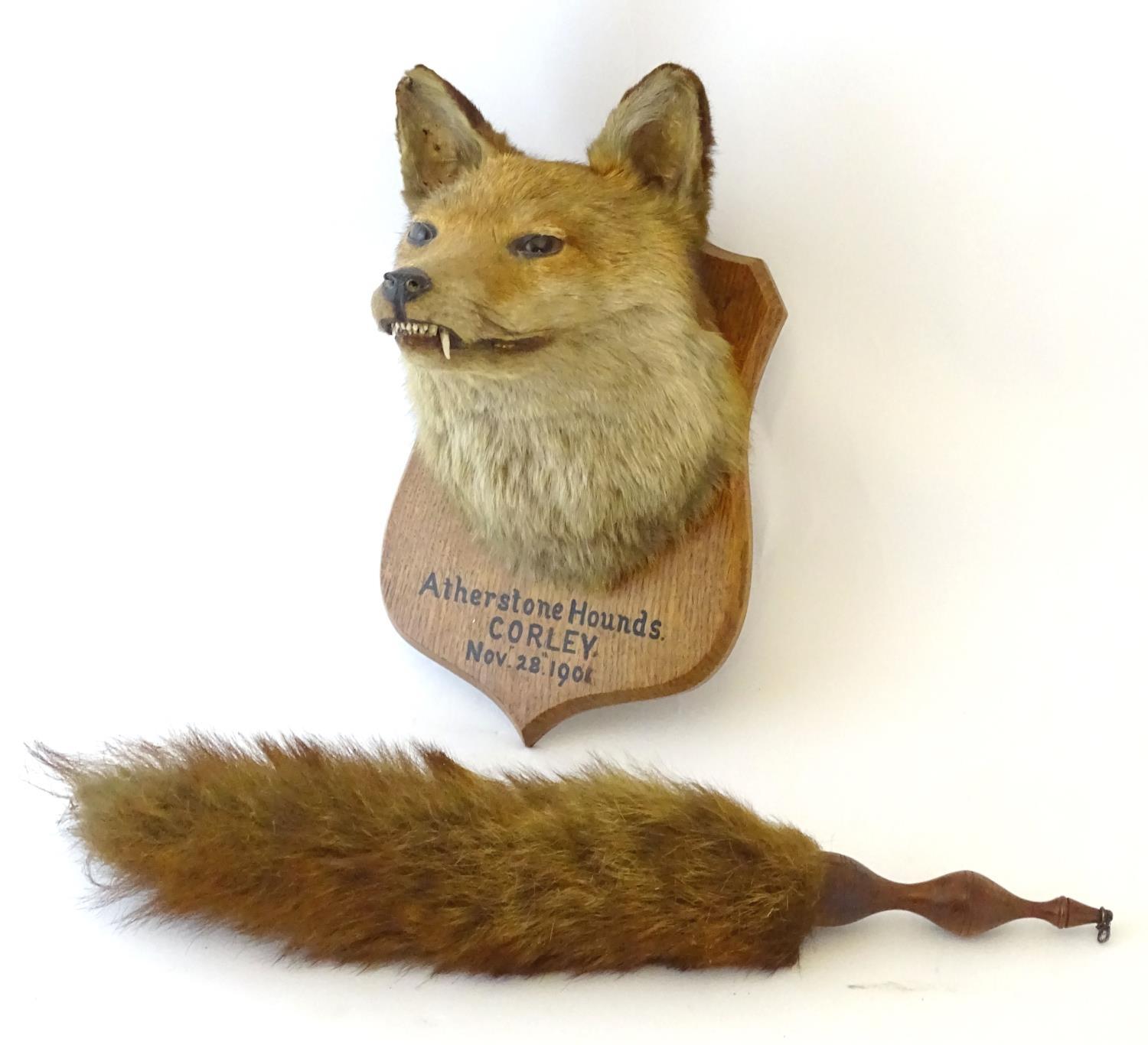 Taxidermy: L.W. Bartlett & Son, Banbury, a Fox (Vulpes Vulpes) mask, labelled to the reverse, - Image 4 of 8