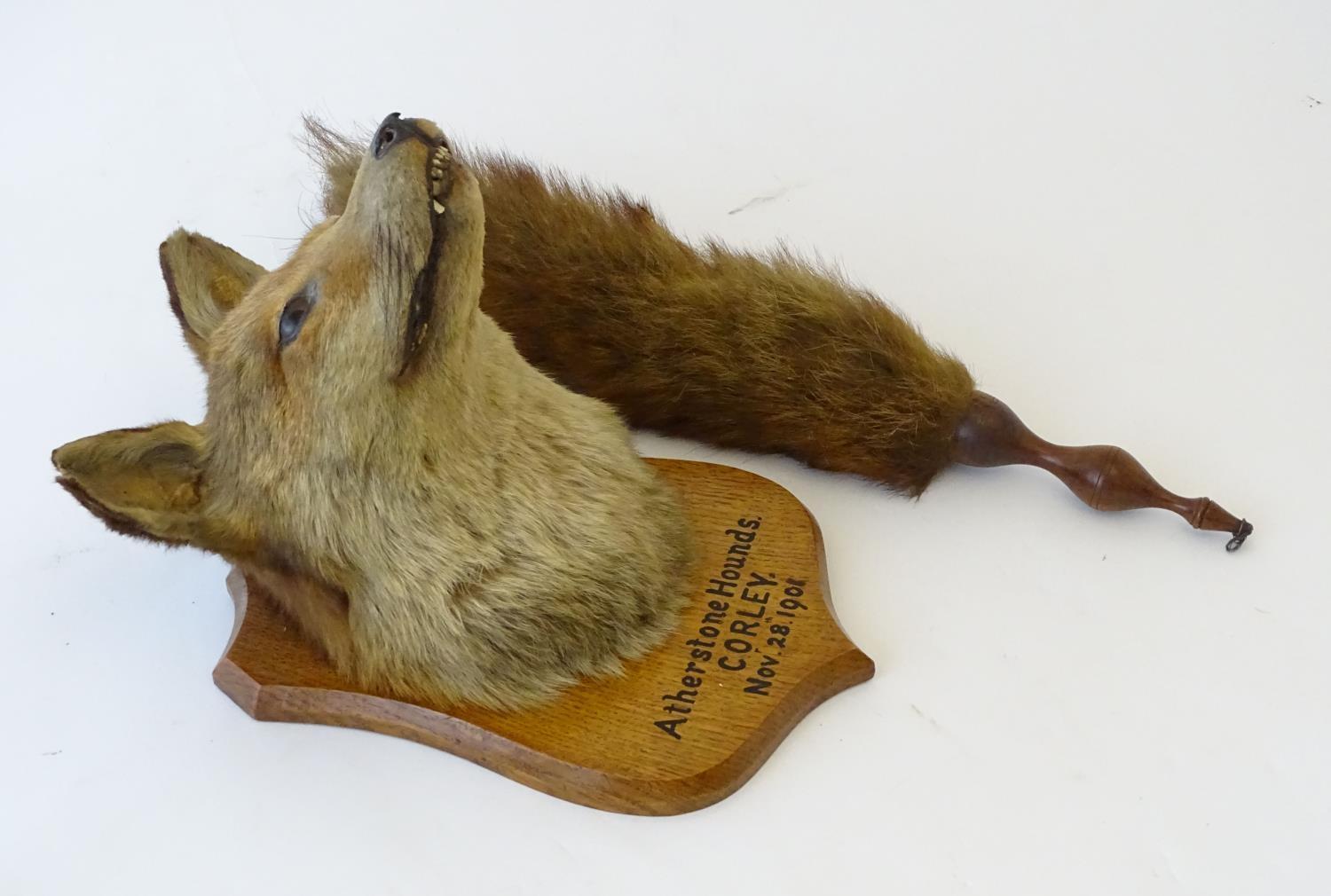 Taxidermy: L.W. Bartlett & Son, Banbury, a Fox (Vulpes Vulpes) mask, labelled to the reverse, - Image 6 of 8