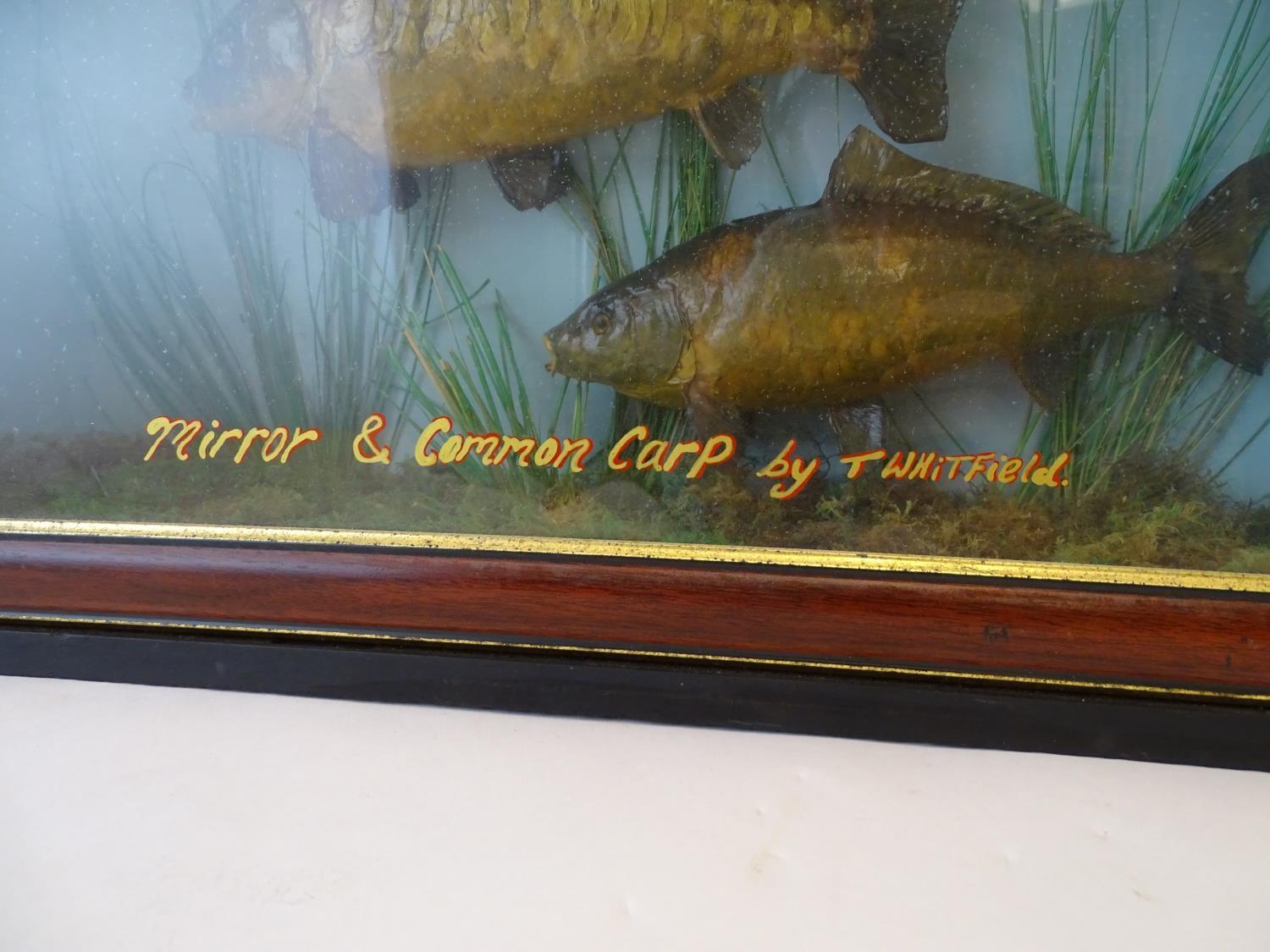 Taxidermy: a mid-20thC mount of Mirror and Common carp (Cyprinus Carpio), cased within a - Image 6 of 6