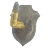 Taxidermy: a mounted red deer hoof formed as a hanger, affixed to an oak shield, approximately 11