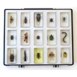 Taxidermy: a cased collection of 15 resin-set insects, each block 1 1/2" wide, 2 1/2" long, 1 1/8"