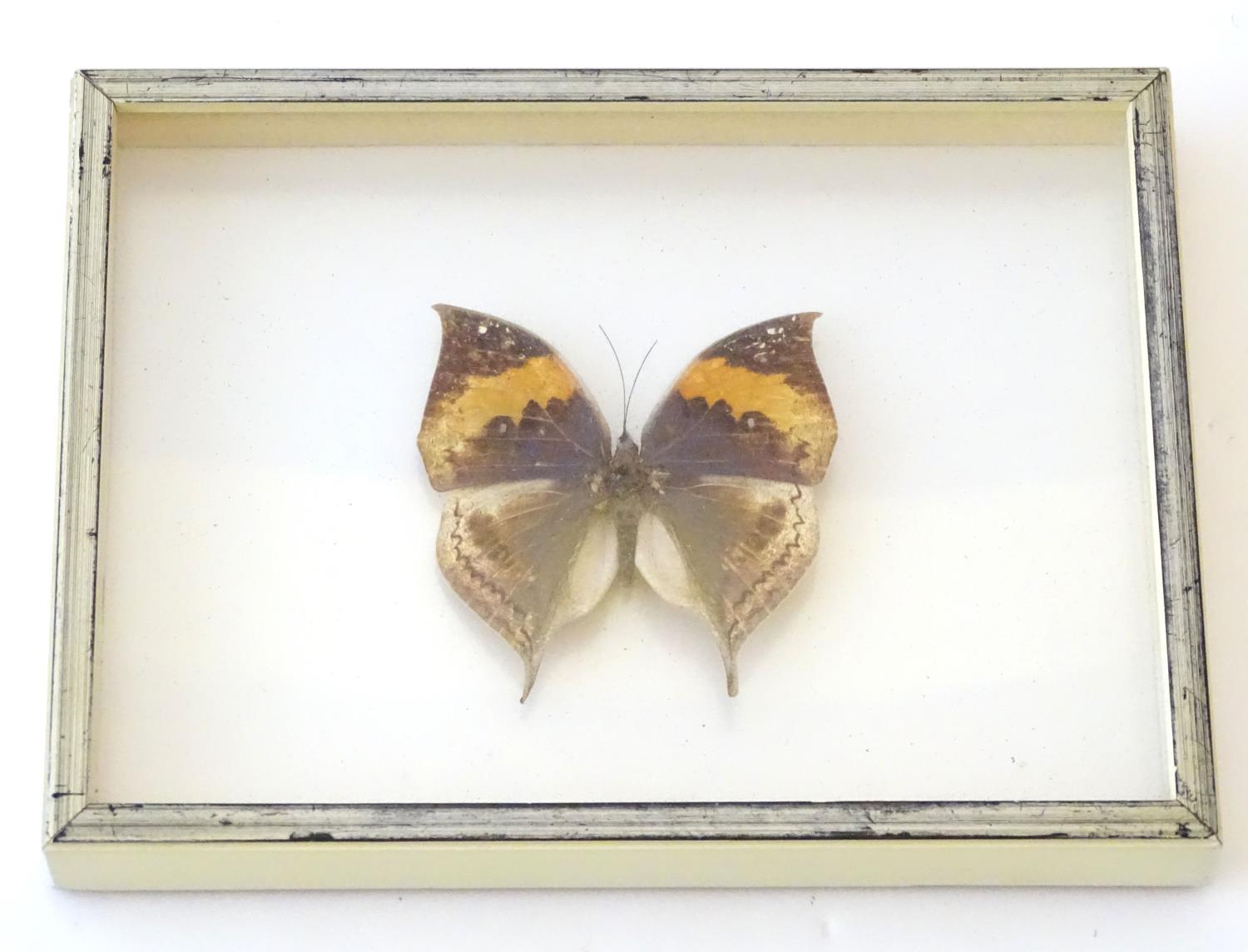 Taxidermy: a shadow boxed mount of a large butterfly, approximately 3 12/" long (within an 8 1/4" - Image 2 of 6