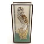 Taxidermy: an Edwardian, later cased mount of a Tawny Owl (Strix Aluco) posed upright upon a birch