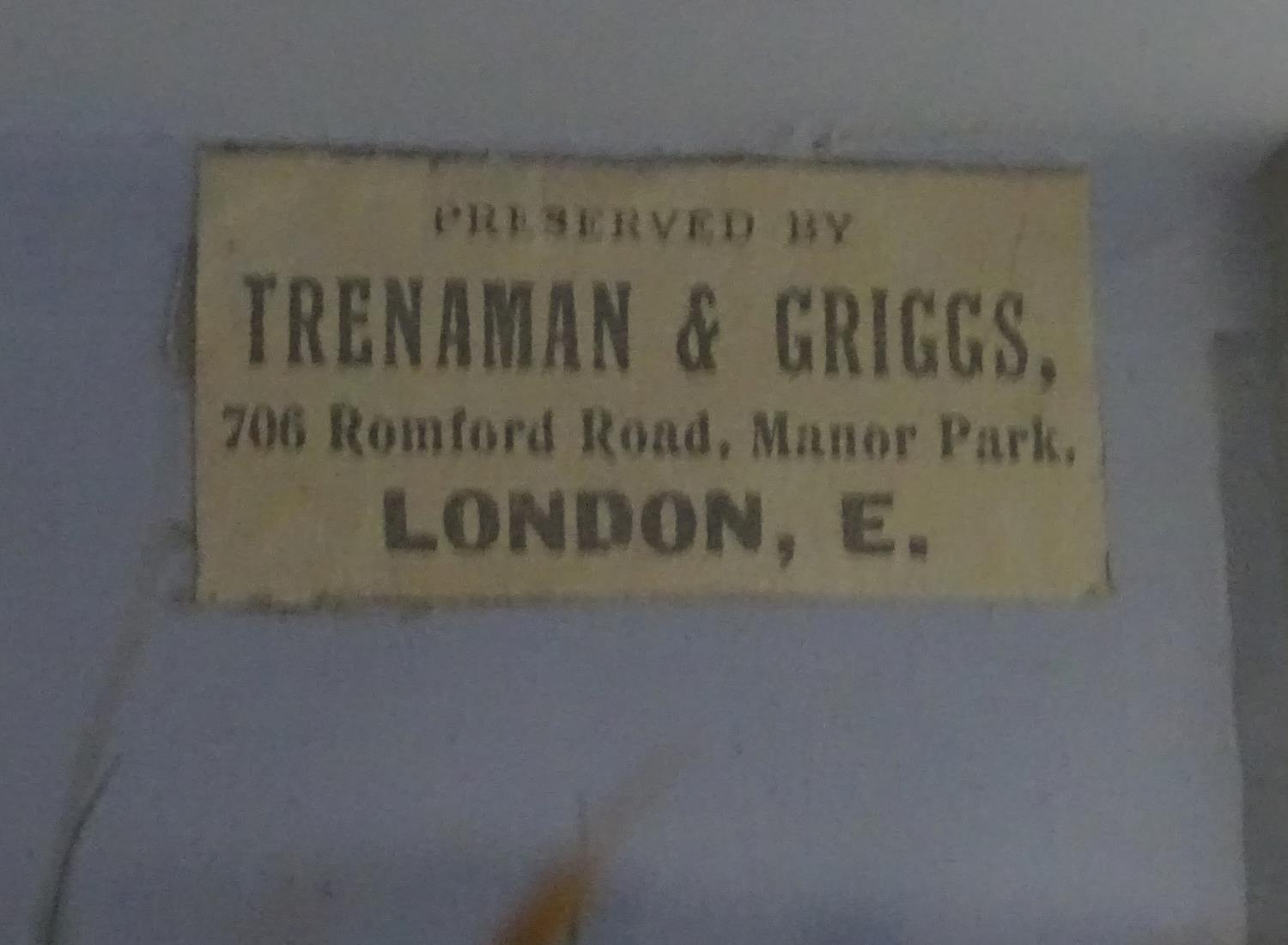 Taxidermy: Trenaman & Griggs, London, successor to J Cooper & Sons: an early 20thC mount of a Common - Image 8 of 16