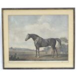 George Townly Stubbs (1724-1806), Equine School, Coloured stipple engraving, Protector, A portrait