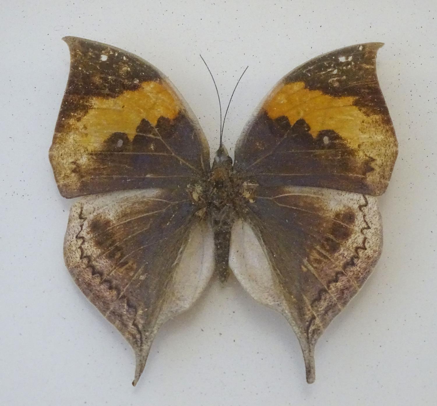 Taxidermy: a shadow boxed mount of a large butterfly, approximately 3 12/" long (within an 8 1/4" - Image 4 of 6