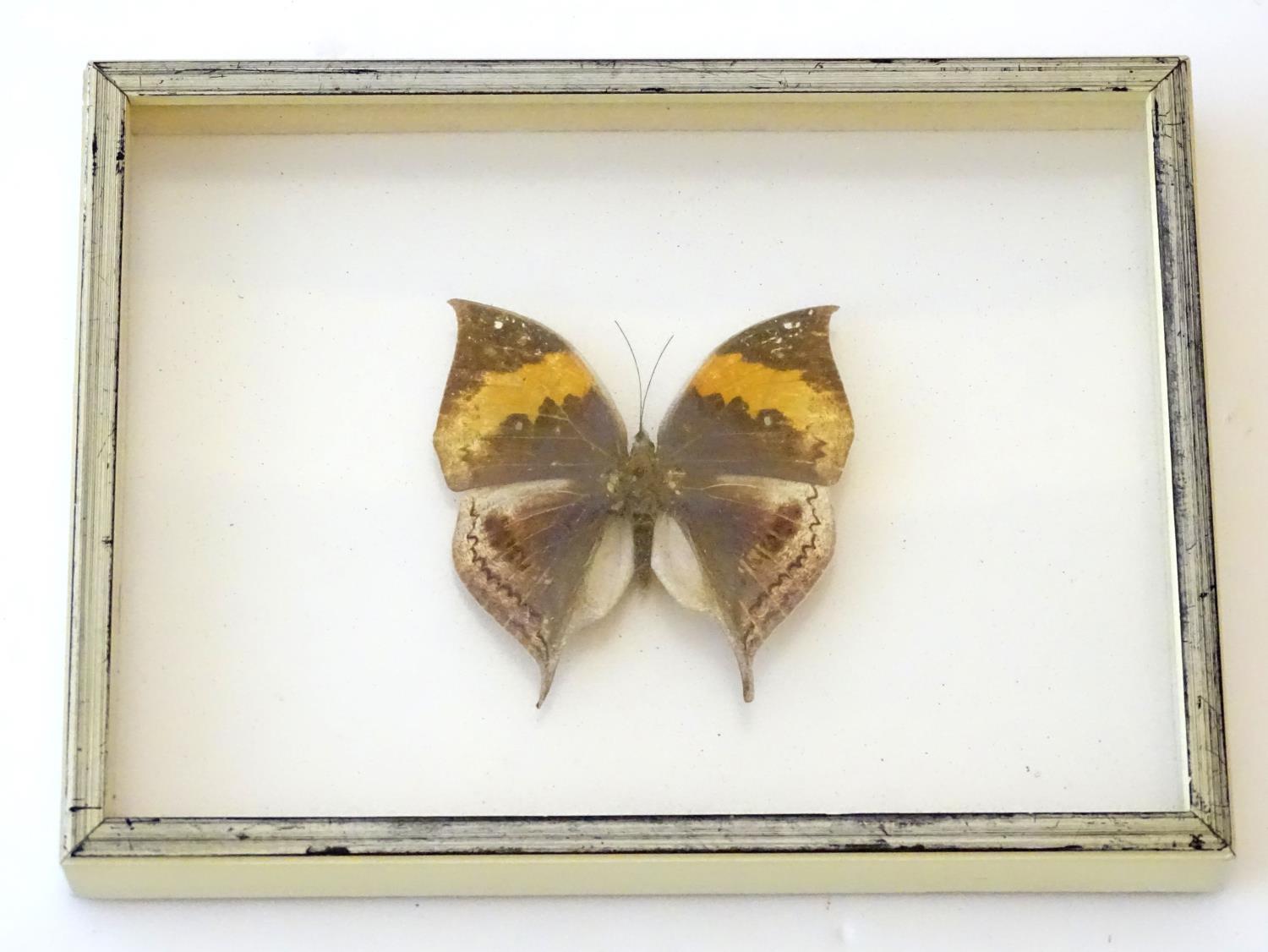 Taxidermy: a shadow boxed mount of a large butterfly, approximately 3 12/" long (within an 8 1/4"