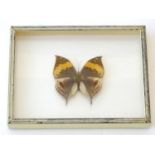 Taxidermy: a shadow boxed mount of a large butterfly, approximately 3 12/" long (within an 8 1/4"