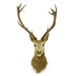 Taxidermy: an early 20thC head mount of a Red stag (Cervus Elaphus), 12 point 'Royal' antlers, 27
