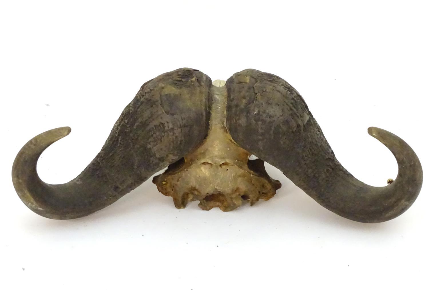 Taxidermy: a skull and horn mount of a Cape Buffalo (Syncerus Caffer), 32" wide, 23" long, - Image 2 of 4