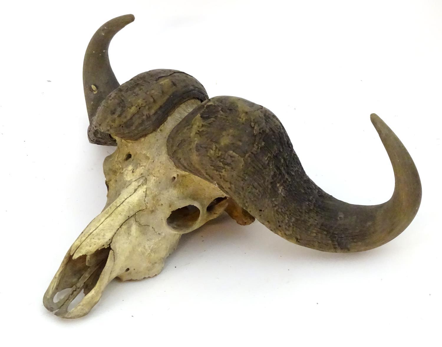 Taxidermy: a skull and horn mount of a Cape Buffalo (Syncerus Caffer), 32" wide, 23" long, - Image 4 of 4