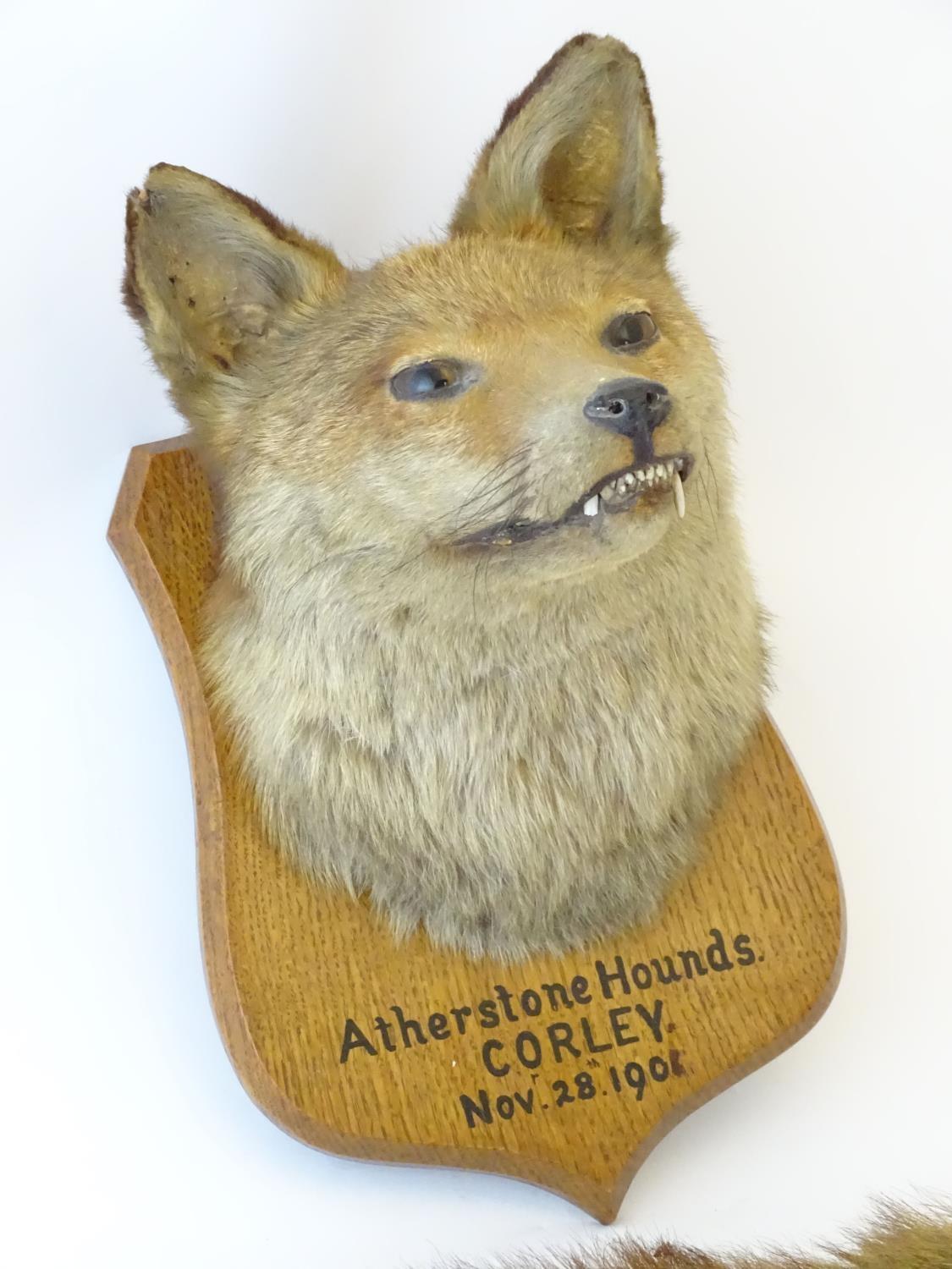 Taxidermy: L.W. Bartlett & Son, Banbury, a Fox (Vulpes Vulpes) mask, labelled to the reverse, - Image 5 of 8