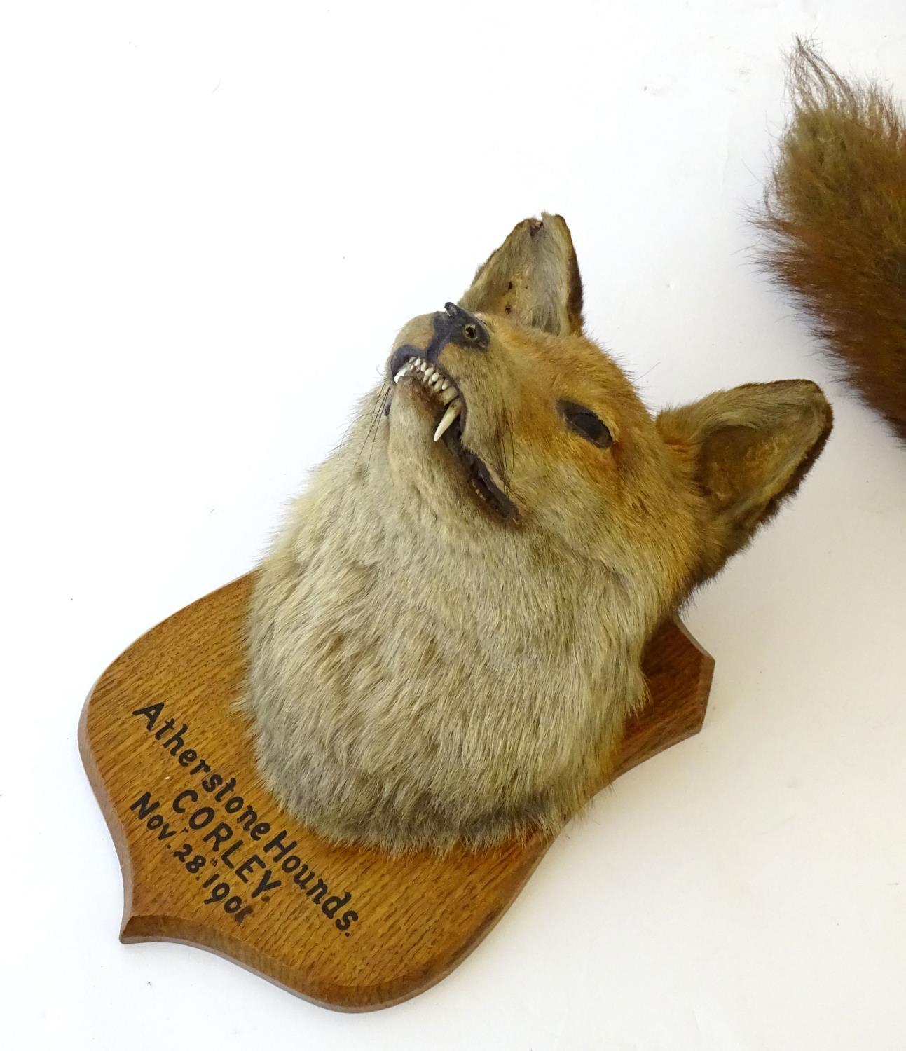 Taxidermy: L.W. Bartlett & Son, Banbury, a Fox (Vulpes Vulpes) mask, labelled to the reverse, - Image 8 of 8