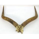 Taxidermy: a horn and partial skull mount of an African Longhorn / Ankole Watusi bull, 46" wide, 45"