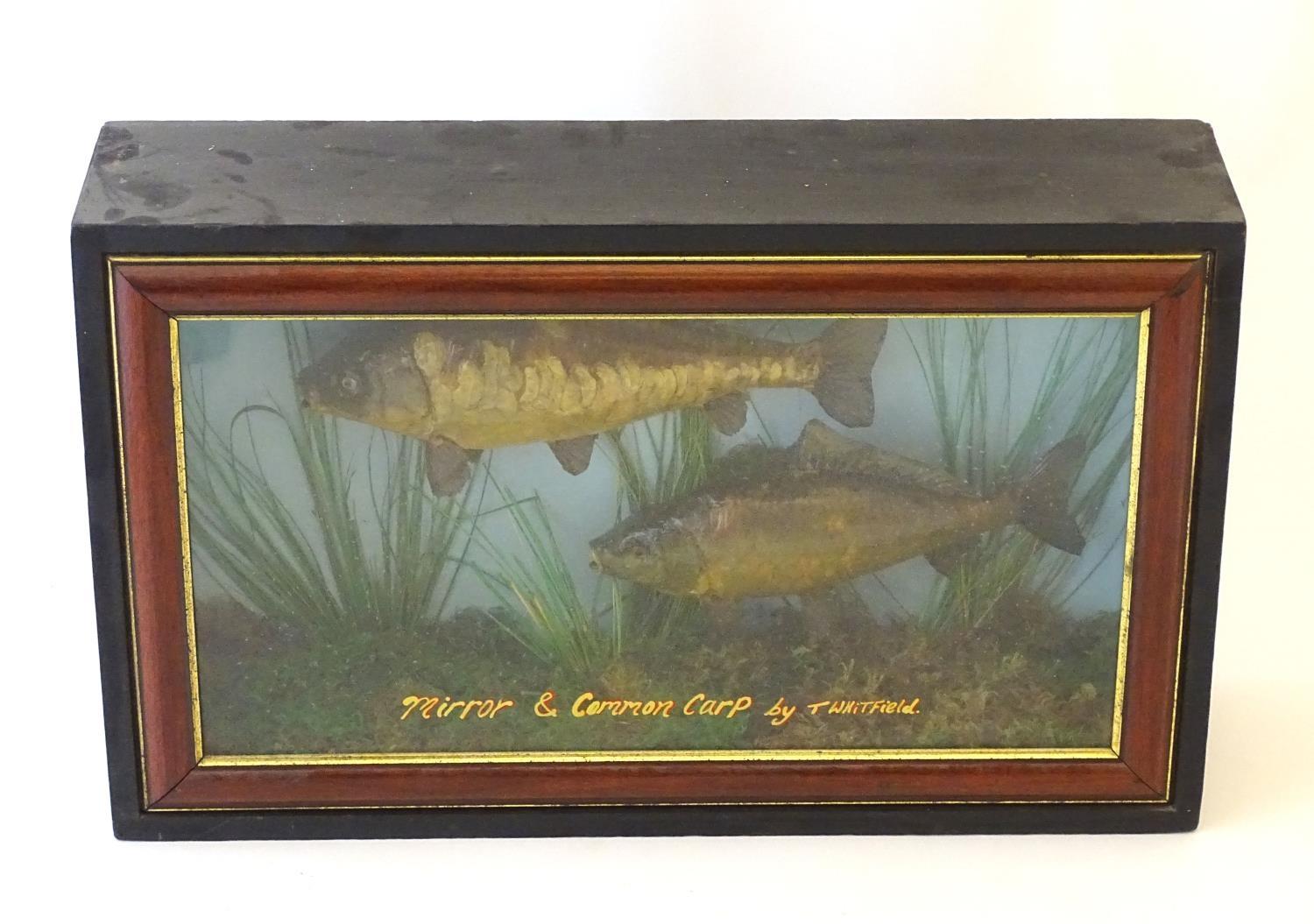 Taxidermy: a mid-20thC mount of Mirror and Common carp (Cyprinus Carpio), cased within a - Image 5 of 6