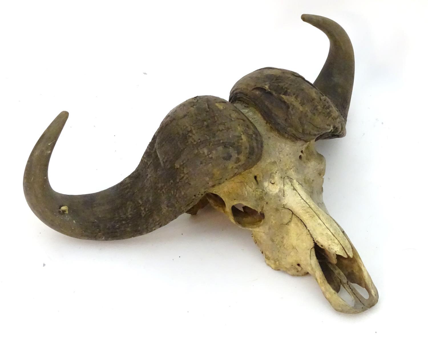 Taxidermy: a skull and horn mount of a Cape Buffalo (Syncerus Caffer), 32" wide, 23" long, - Image 3 of 4