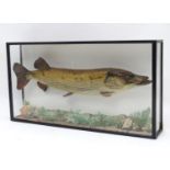 Taxidermy : A large early 20thC cased mount of a Pike (Esox Lucius). The case interior with later