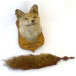 Taxidermy: L.W. Bartlett & Son, Banbury, a Fox (Vulpes Vulpes) mask, labelled to the reverse,