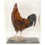 Taxidermy: a mid 20thC specimen study mount of a Rhode Island Red cockerel, the perspex case