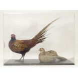 Taxidermy: a mid 20thC specimen study mount of cock and hen Common Pheasants, the perspex case