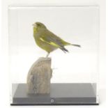 Taxidermy: a mid 20thC specimen study mount of a European Greenfinch, the perspex case measuring