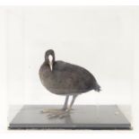 Taxidermy: a mid 20thC specimen study mount of a Coot, the perspex case measuring 14 1/2" wide